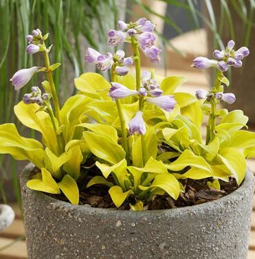 Miniatūrā hosta “Sun Mouse”